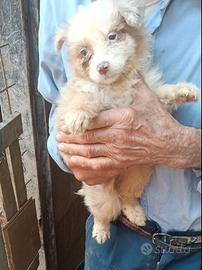 Ultimo cuccioli AUSTRALIAN SHEPHERD