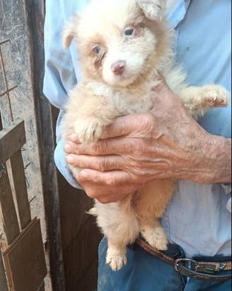 Ultimo cuccioli AUSTRALIAN SHEPHERD