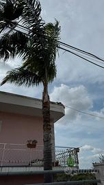 Semi palma cocos