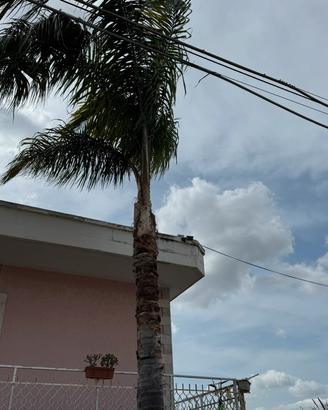 Semi palma cocos