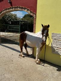 Cavalla Doppia pony