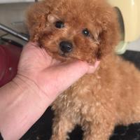 Barboncina toy albicocca