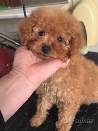 Barboncina toy albicocca