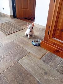 Bulldog francesi