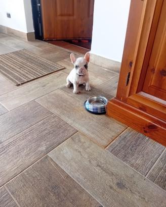 Bulldog francesi