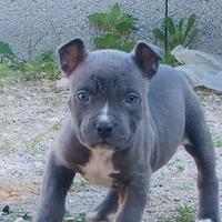 American pitbull terrier