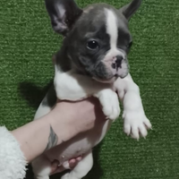 Cuccioli di bulldog francese Toy