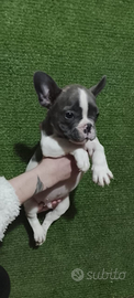 Cuccioli di bulldog francese Toy