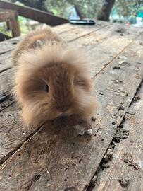 Conigli nani testa di leone