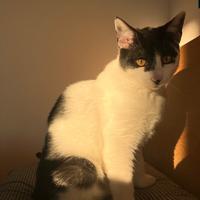 Totoro is waiting for you