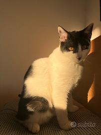 Totoro is waiting for you