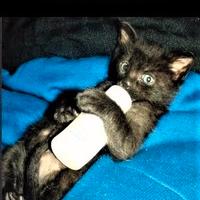 Libro Il mio gatto è andato in Paradiso NUOVO