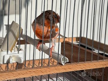 Arlecchino portoghese