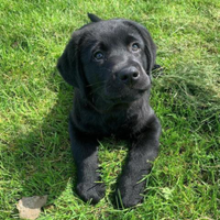 Labrador nero femminia