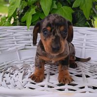 Bassotto nano Arlecchino maschio