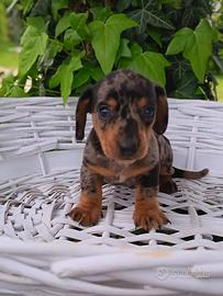 Bassotto nano Arlecchino maschio