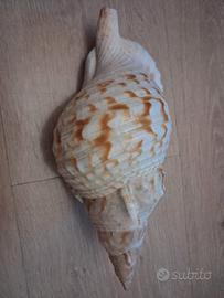 Conchiglia di Tritone gigante  (Charonia Tritonis)