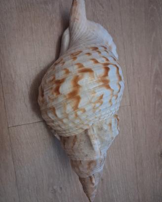 Conchiglia di Tritone gigante  (Charonia Tritonis)