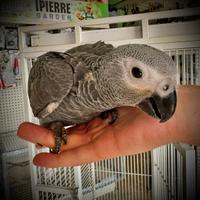 Baby Cenerino Coda Rossa