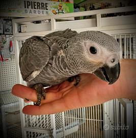 Baby Cenerino Coda Rossa