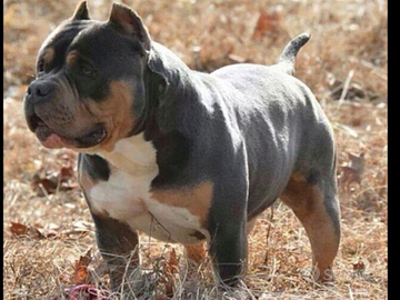 American bully