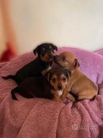 Cuccioli di Pincher