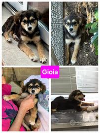 Cuccioli futuri taglia media