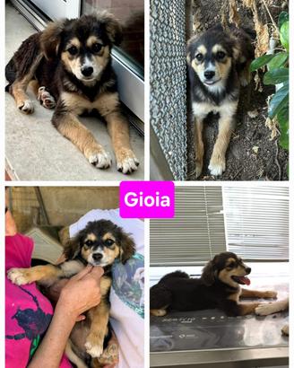 Cuccioli futuri taglia media