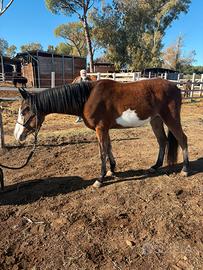 Stallone quarab per monta