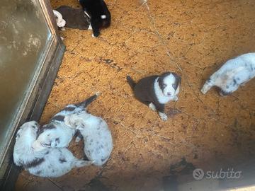 Cuccioli di pastore australiano