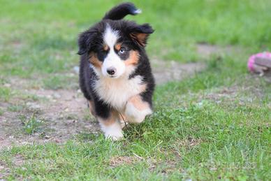Miniature american shepherd