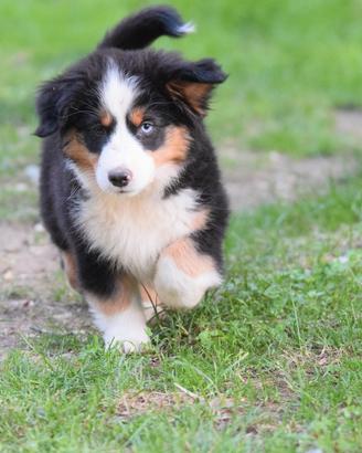 Miniature american shepherd
