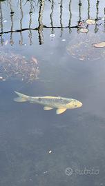Carpa Koi