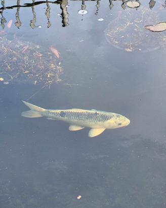 Carpa Koi
