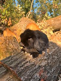 Cucciolo coniglio minilop ariete nano