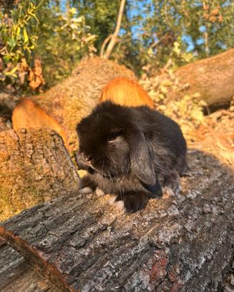 Cucciolo coniglio minilop ariete nano
