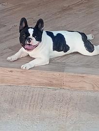 Bulldog francese