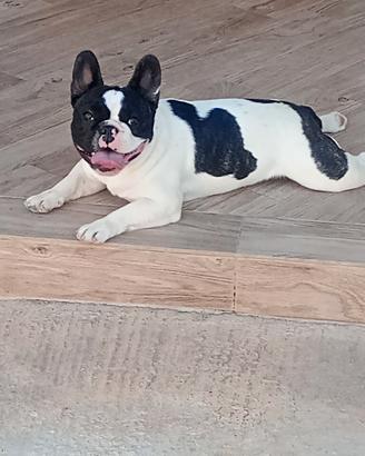 Bulldog francese