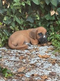 Cane Corso Cuccioli