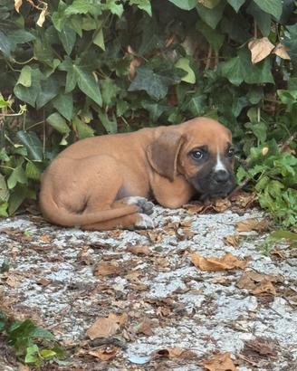 Cane Corso Cuccioli