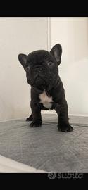 Bulldog Francese