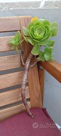 Talea pianta grassa Aeonium Arboreum 