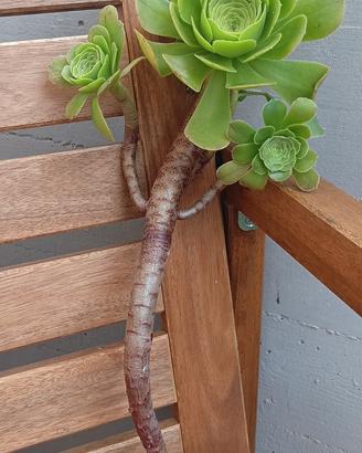 Talea pianta grassa Aeonium Arboreum 
