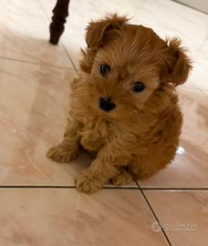 Maltipoo mini toy
