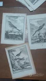 incisione acquaforte antica 