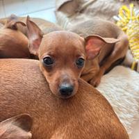 Pinscher maschi