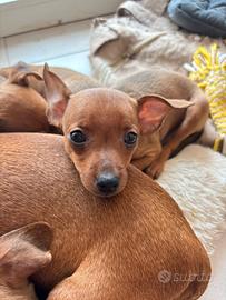 Pinscher maschi