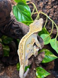 Geco ciliatus