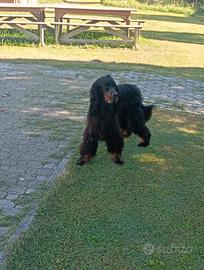 Gordon setter x monta