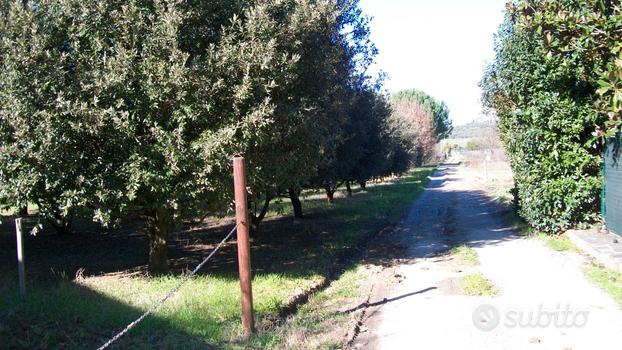 Terreno con tartufaia